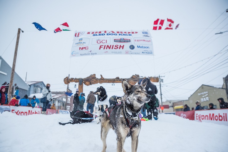 a dog that is standing in the snow