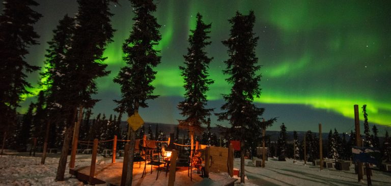 a tree with a sunset in the background