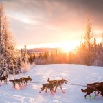 a dog sled tour in alaska