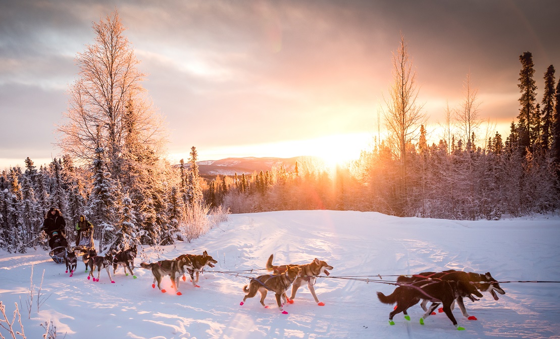 a dog sled tour in alaska