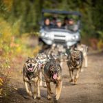ATV dog mushing