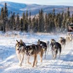 a dog that is covered in snow