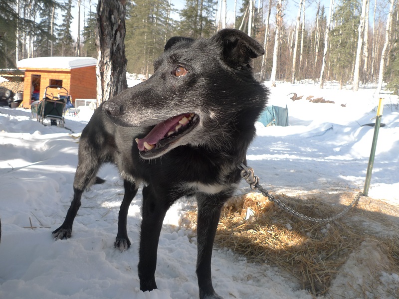 a dog sitting in the snow