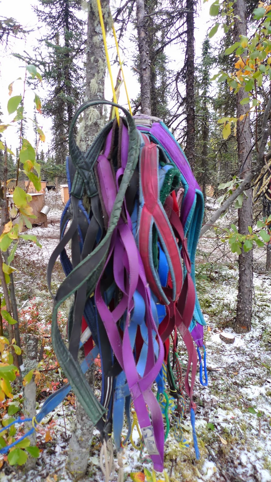 a close up of a tree