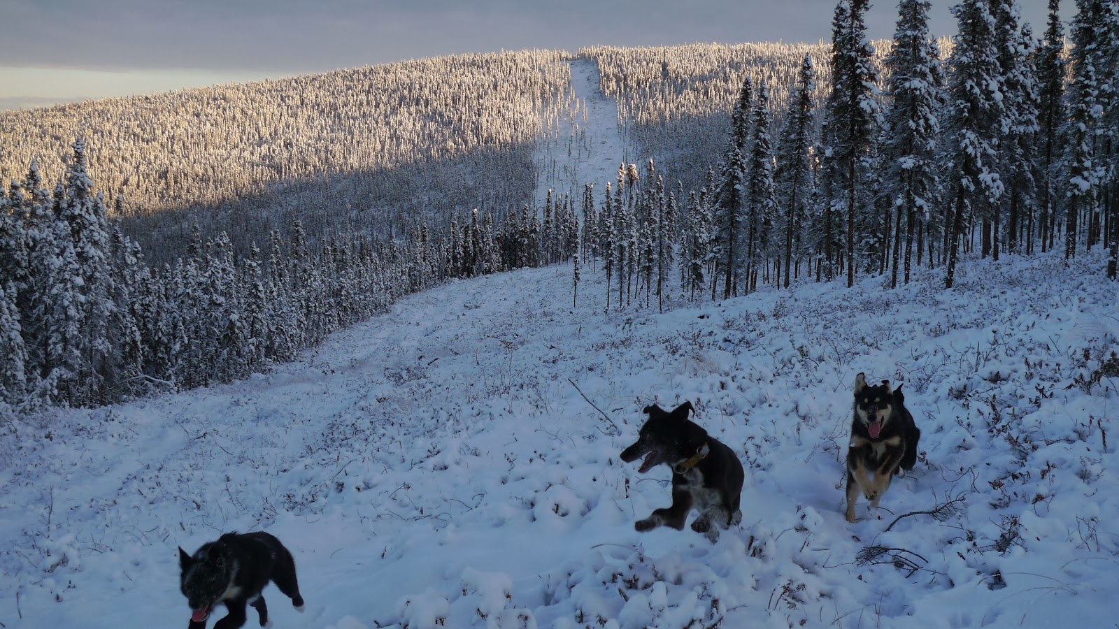 a dog standing on top of a snow covered field