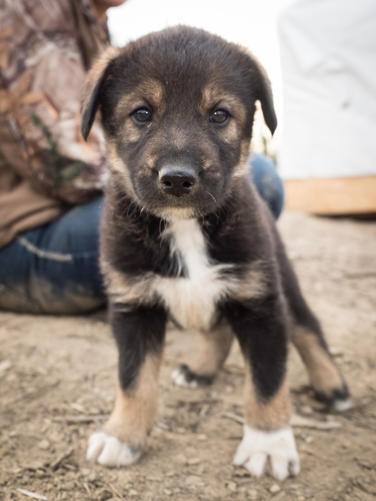 a dog sitting on the ground