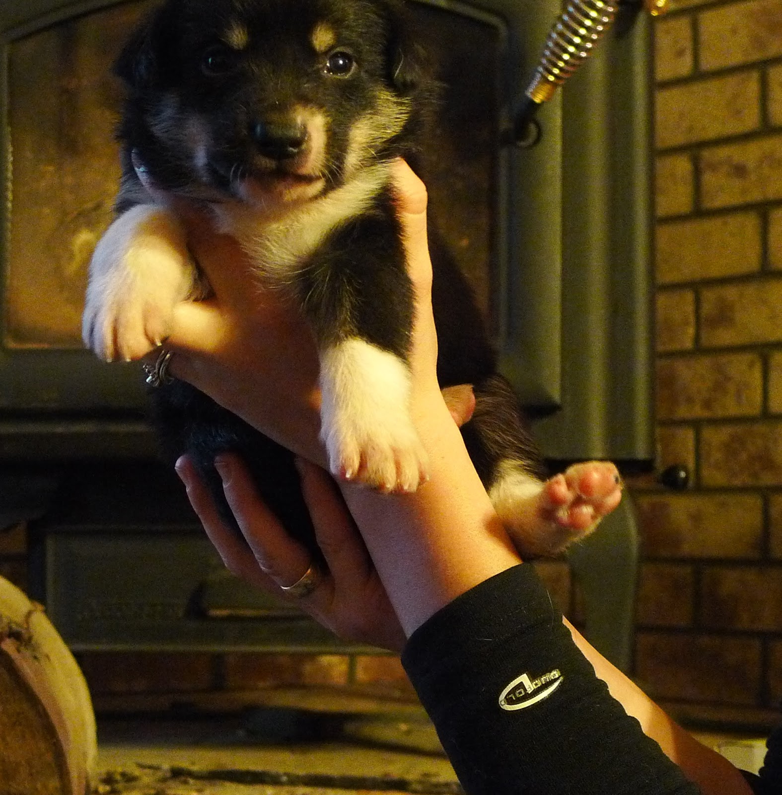 a person holding a dog