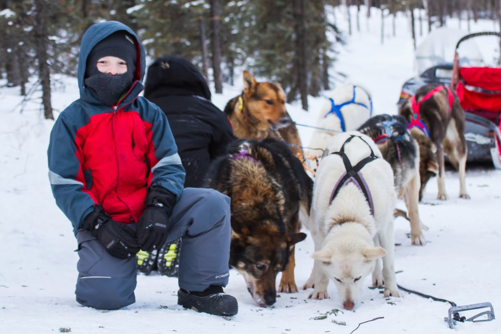 a person and a dog in the snow