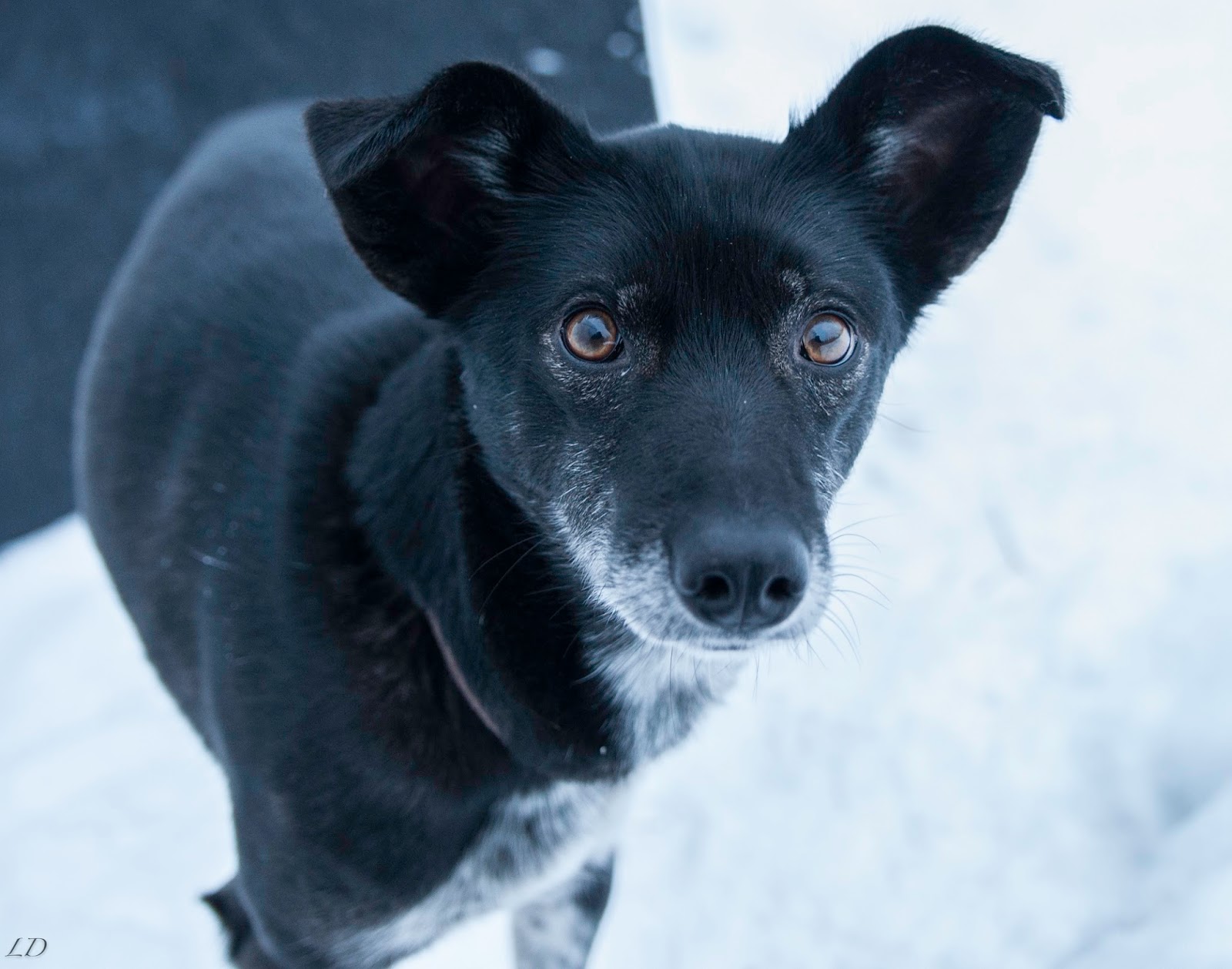 a dog looking at the camera