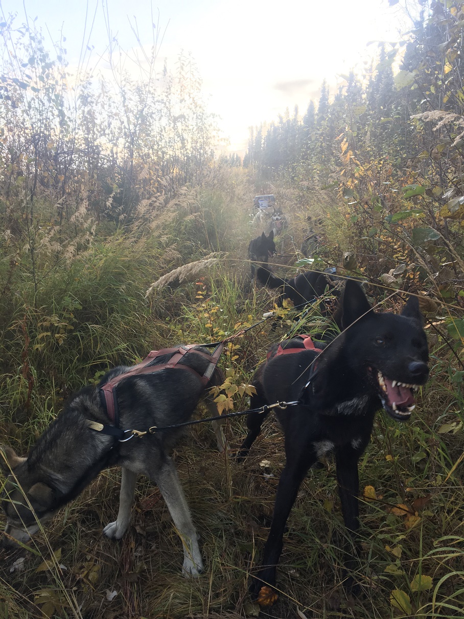 a group of cattle standing on top of a grass covered field