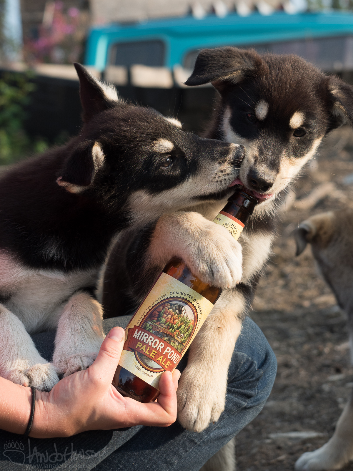 a hand holding an animal