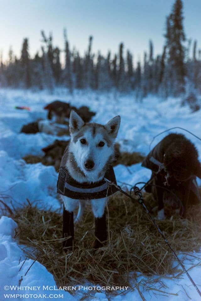 a group of sheep standing on top of a snow covered field