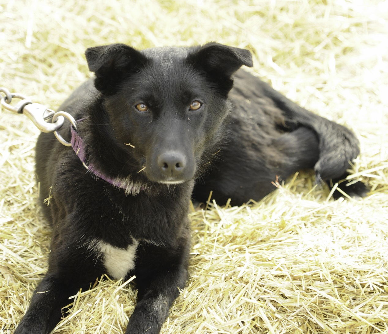 a dog lying on a pile of hay