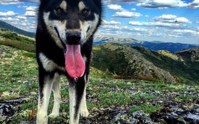 a dog standing on top of a mountain