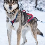 a dog sitting in the snow