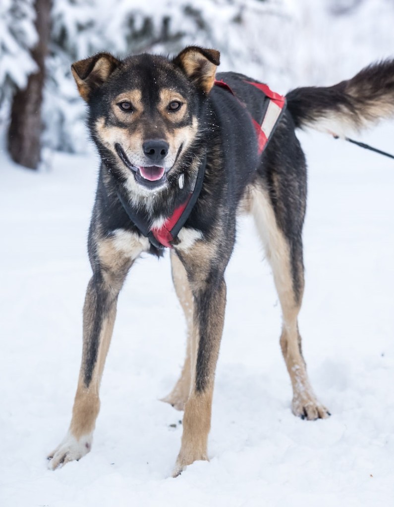 a dog sitting in the snow