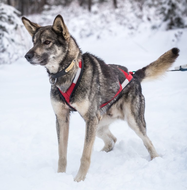 happy sled dogs