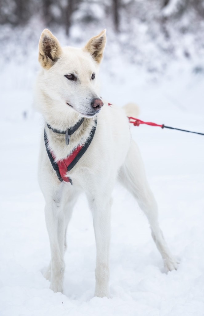 happy sled dogs