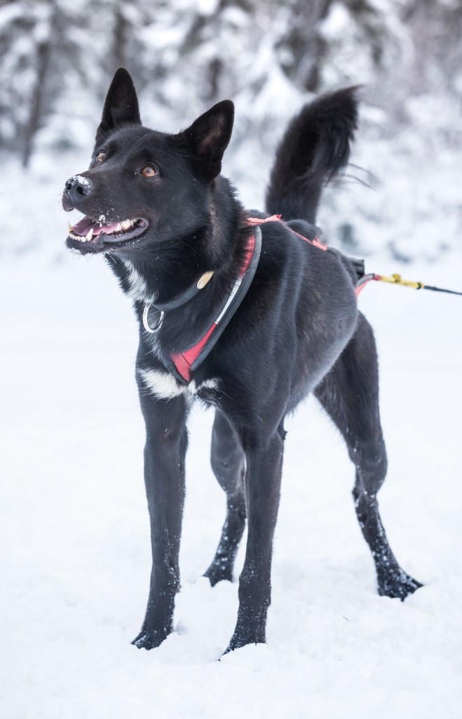 a dog standing in the snow