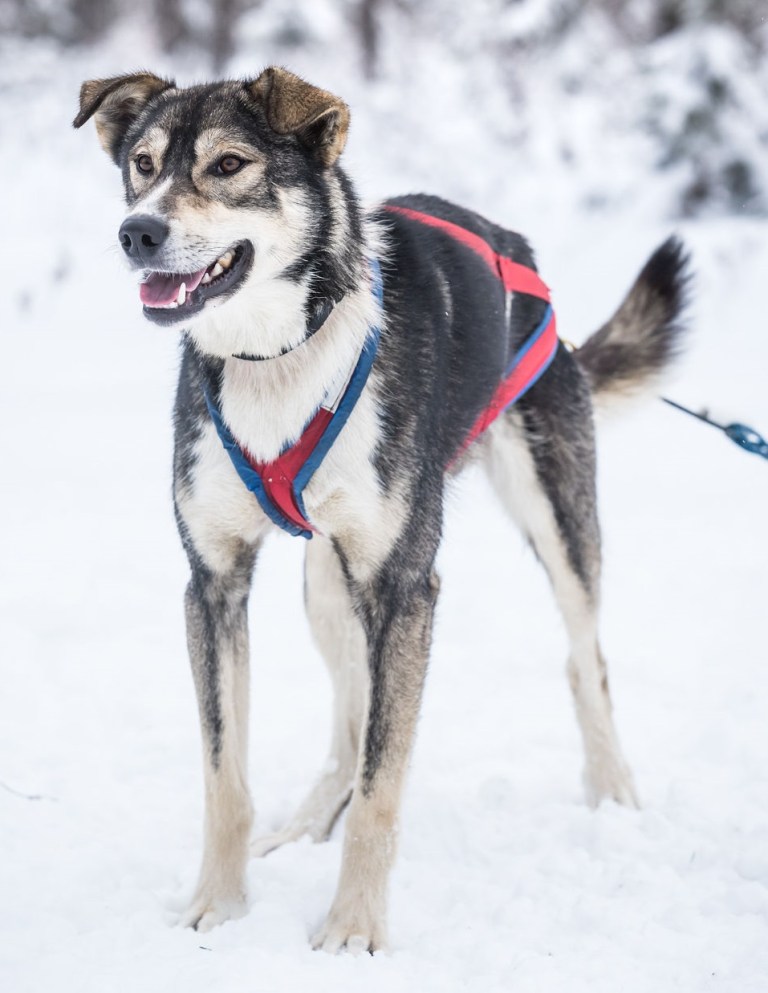 happy sled dogs