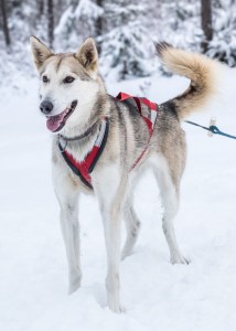 happy sled dogs