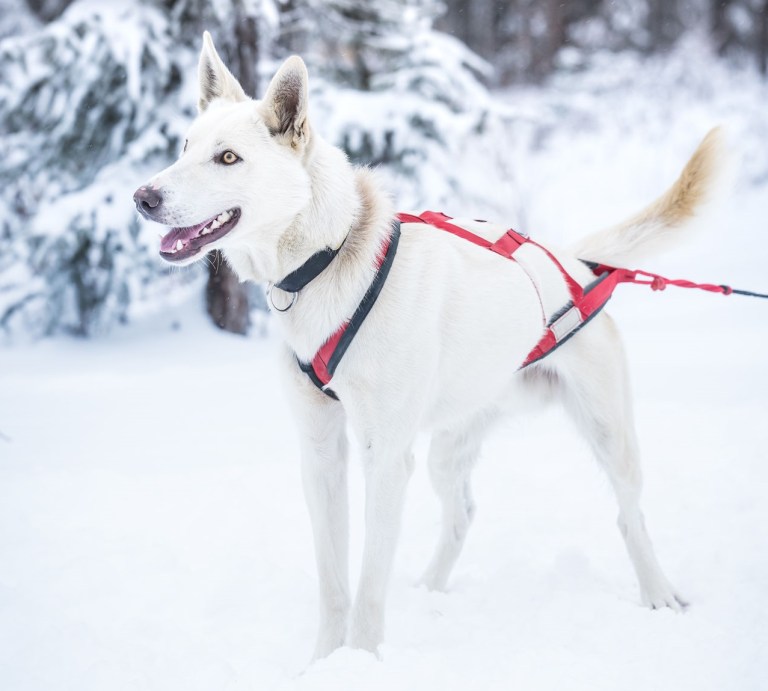 happy sled dogs