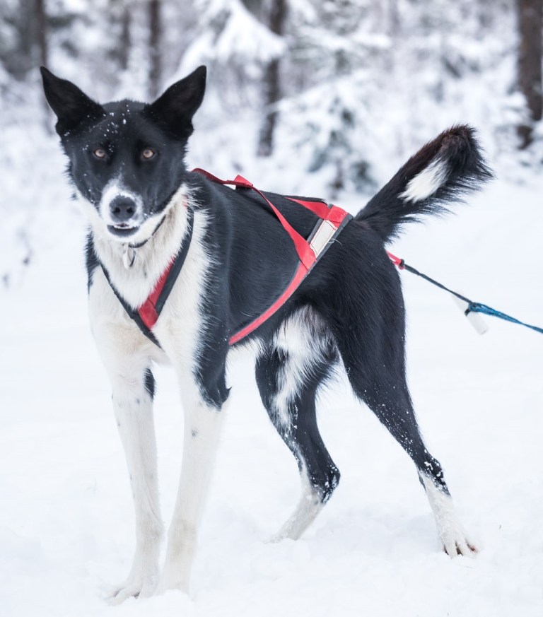 happy sled dogs