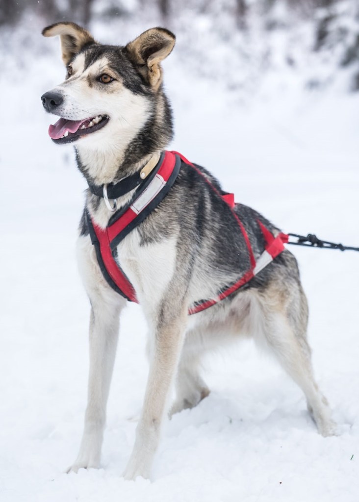 happy sled dogs