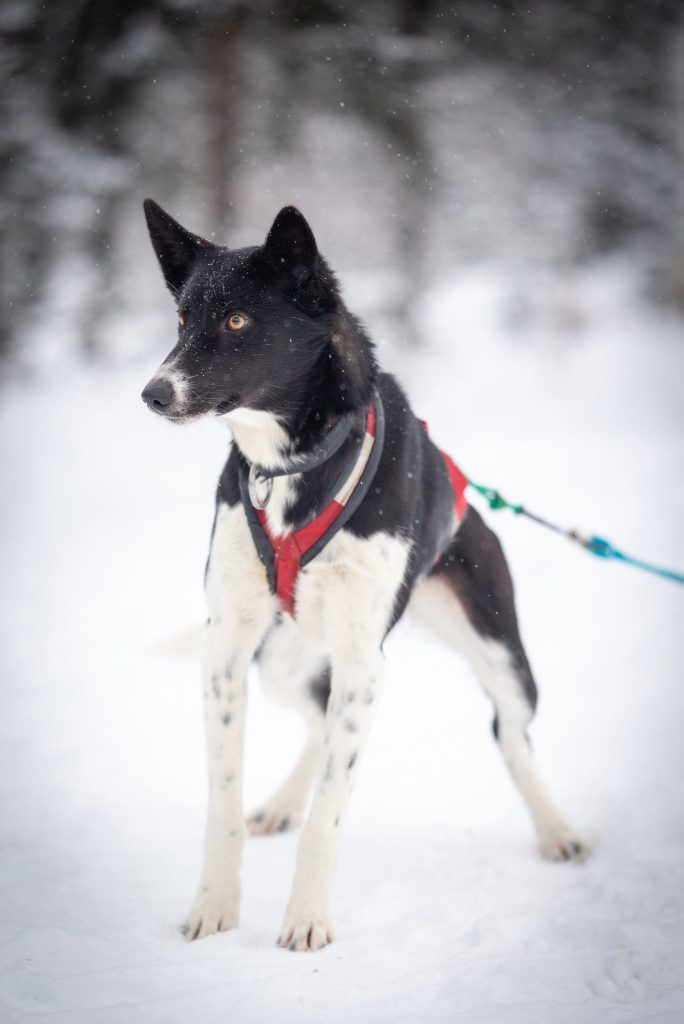 a dog sitting in the snow