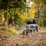 mushing in Fairbanks Alaska