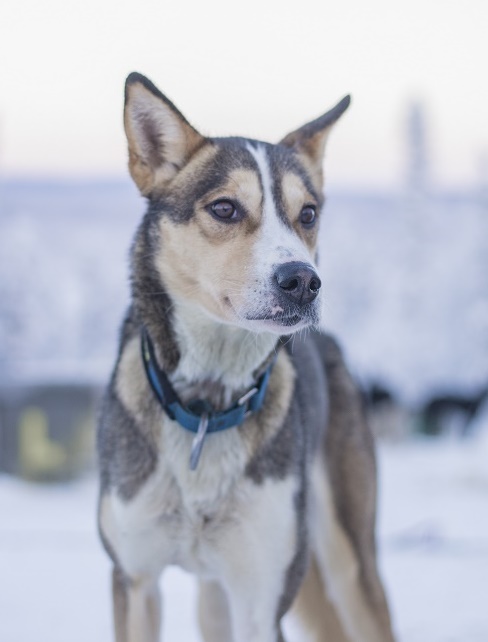 a dog looking at the camera
