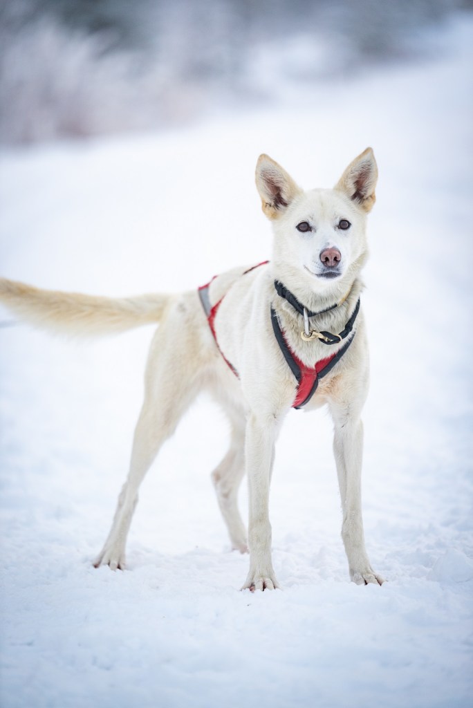 a dog sitting in the snow