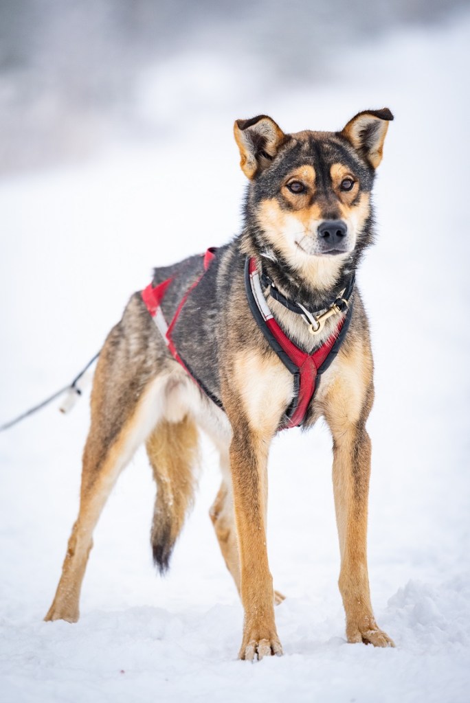a dog sitting in the snow