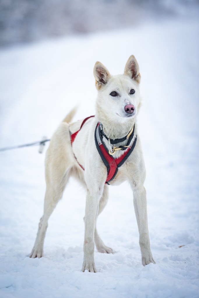 a dog sitting in the snow