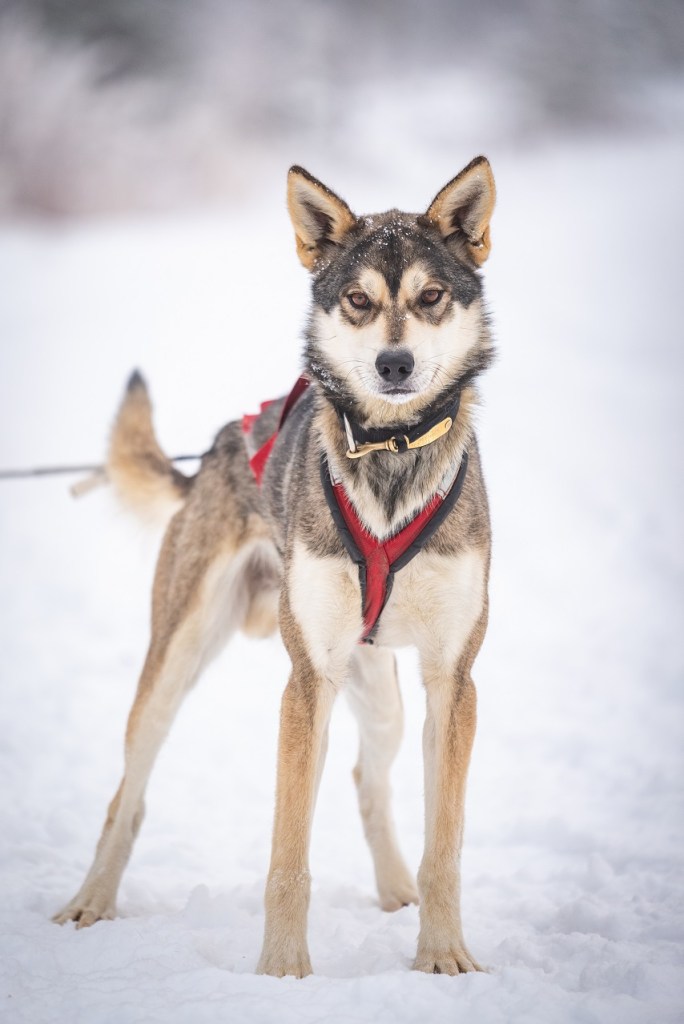 a dog standing in the snow