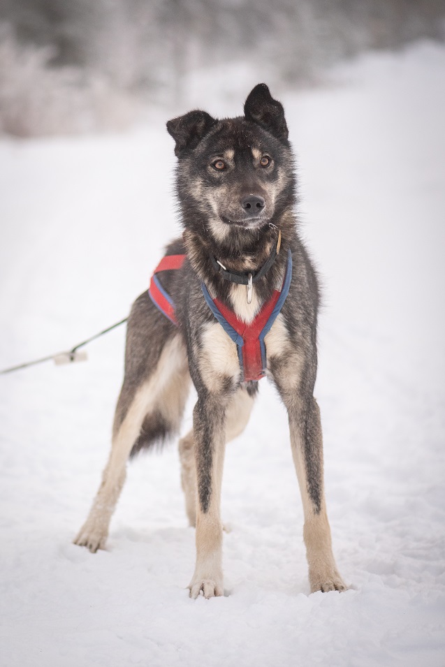 a dog standing in the snow