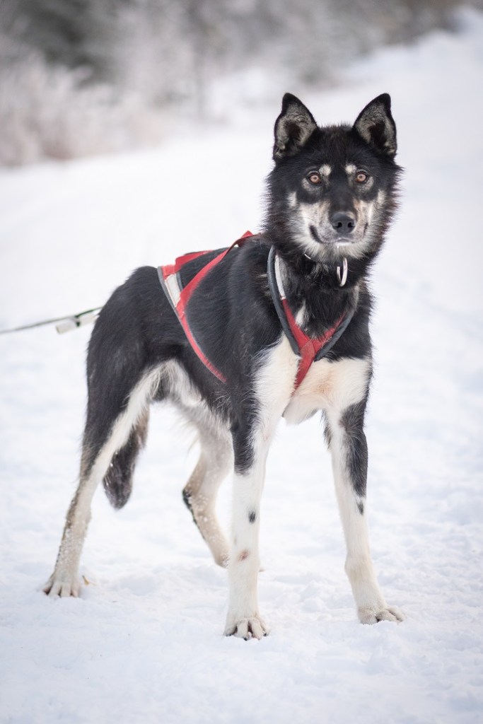a dog sitting in the snow