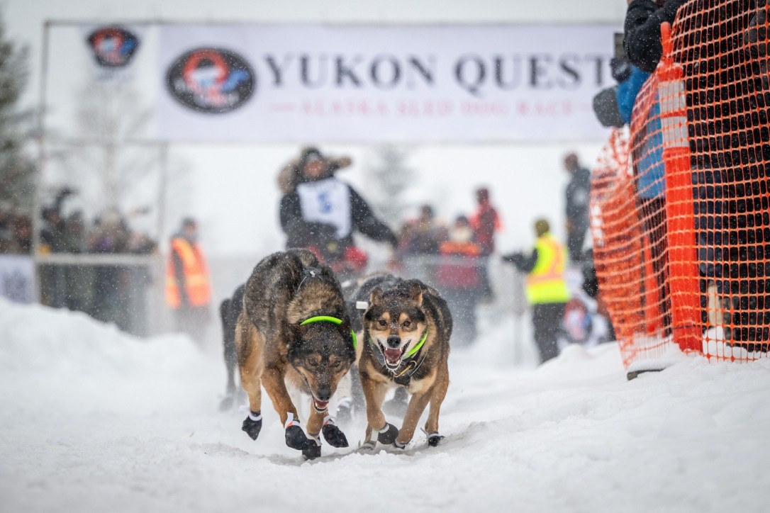 Our Blog - Black Spruce Dog Sledding