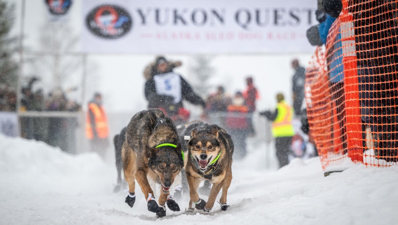 Jeff Deeter and dogs Yukon Quest start 2025