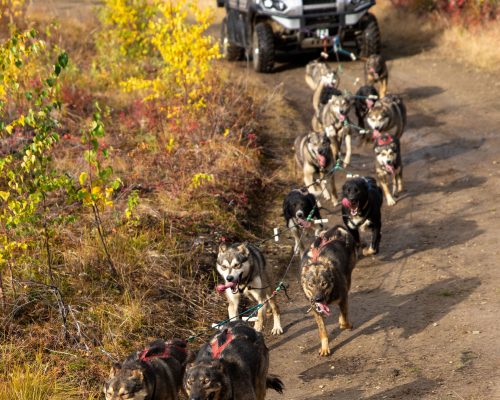 Sled Dog Safari vertical