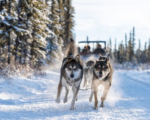 a dog that is covered in snow