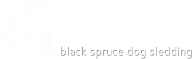 Black Spruce Dog Sledding