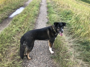 a dog standing on grass