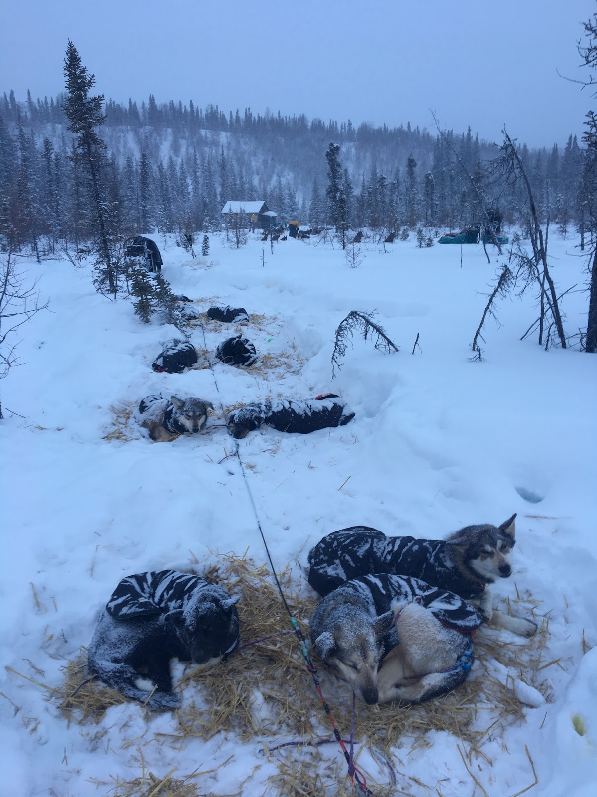 a dog lying on top of a snow covered slope