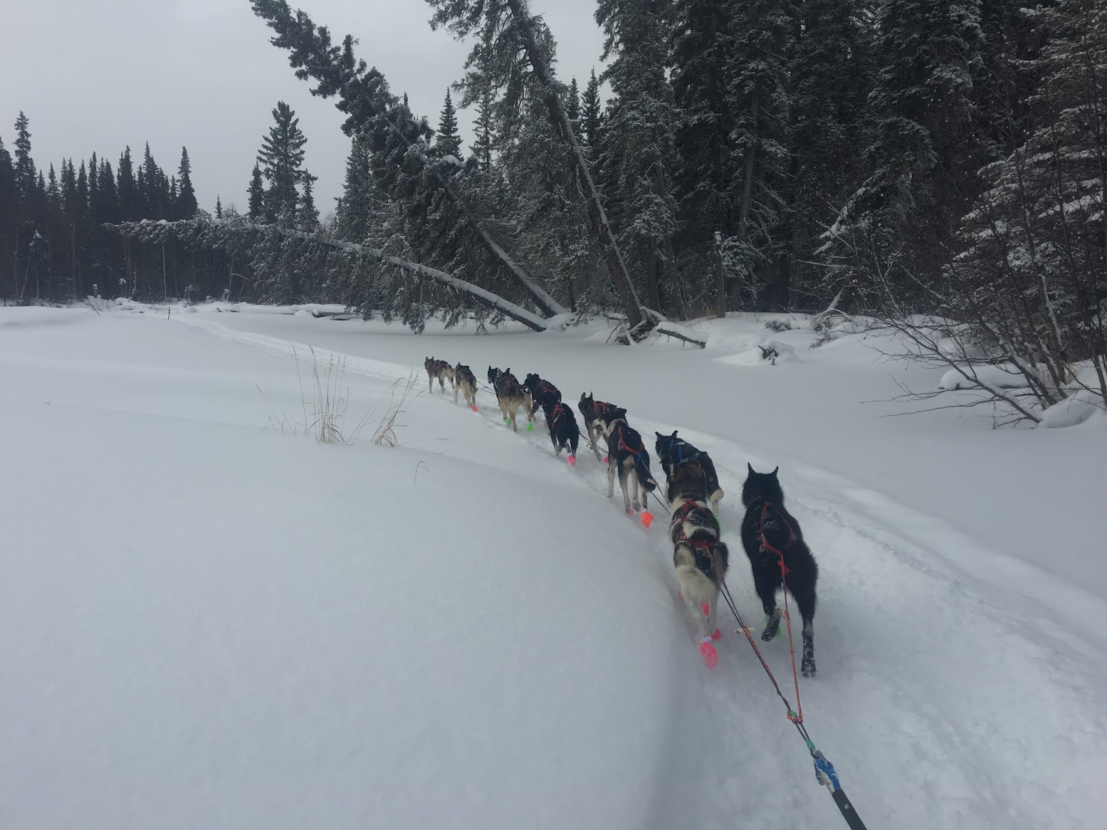 a group of people cross country skiing in the snow