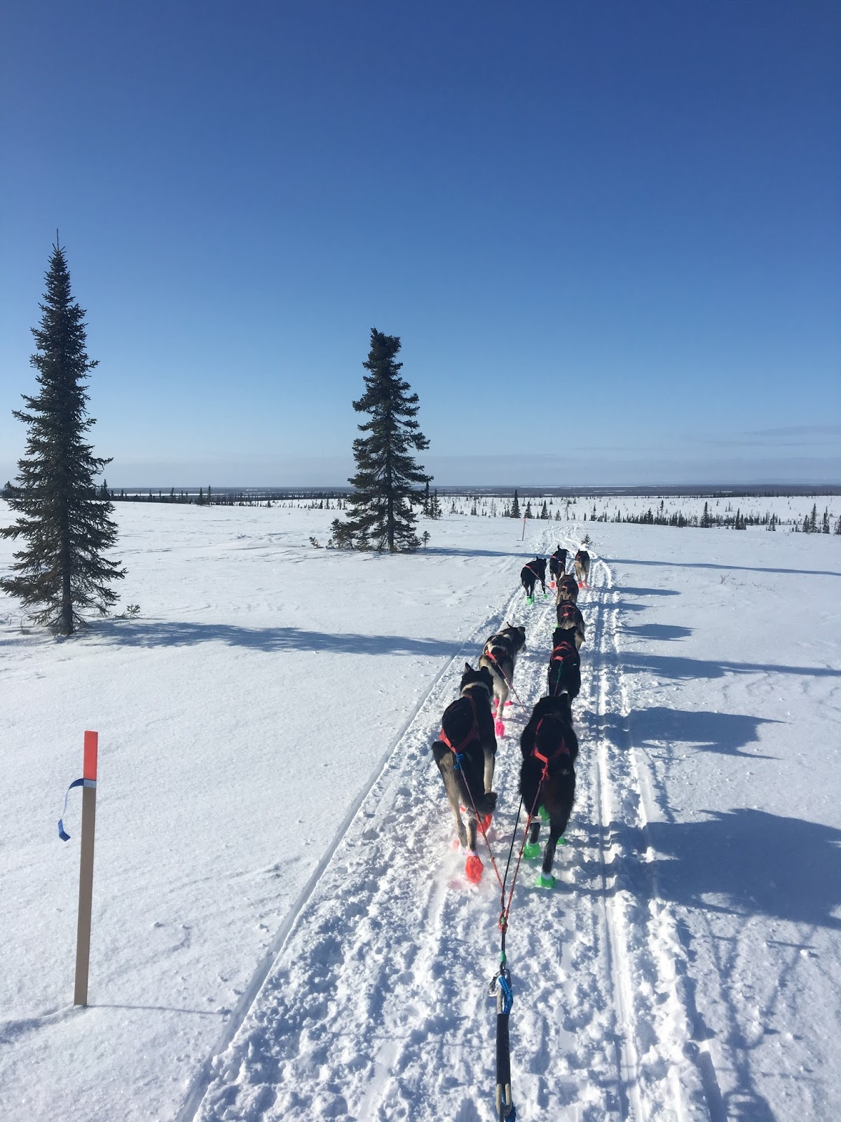 a person is cross country skiing in the snow