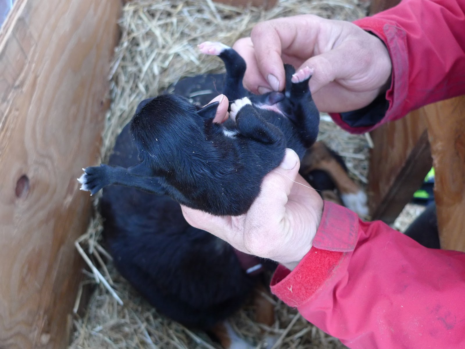 a person petting a dog