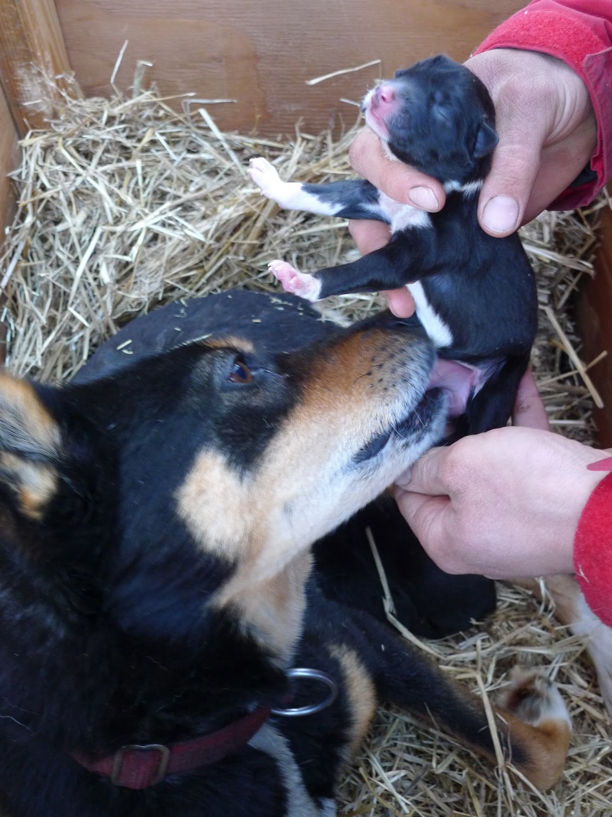 a dog lying on a pile of hay