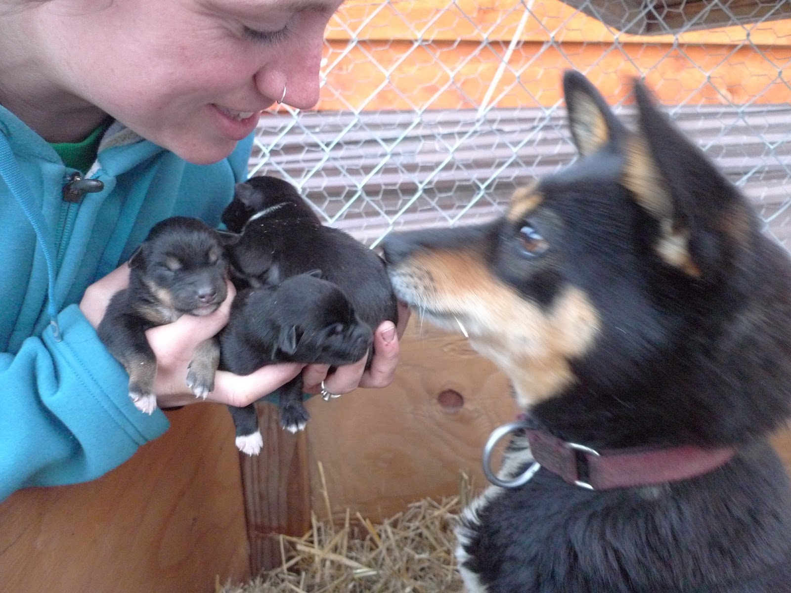 a person petting a dog