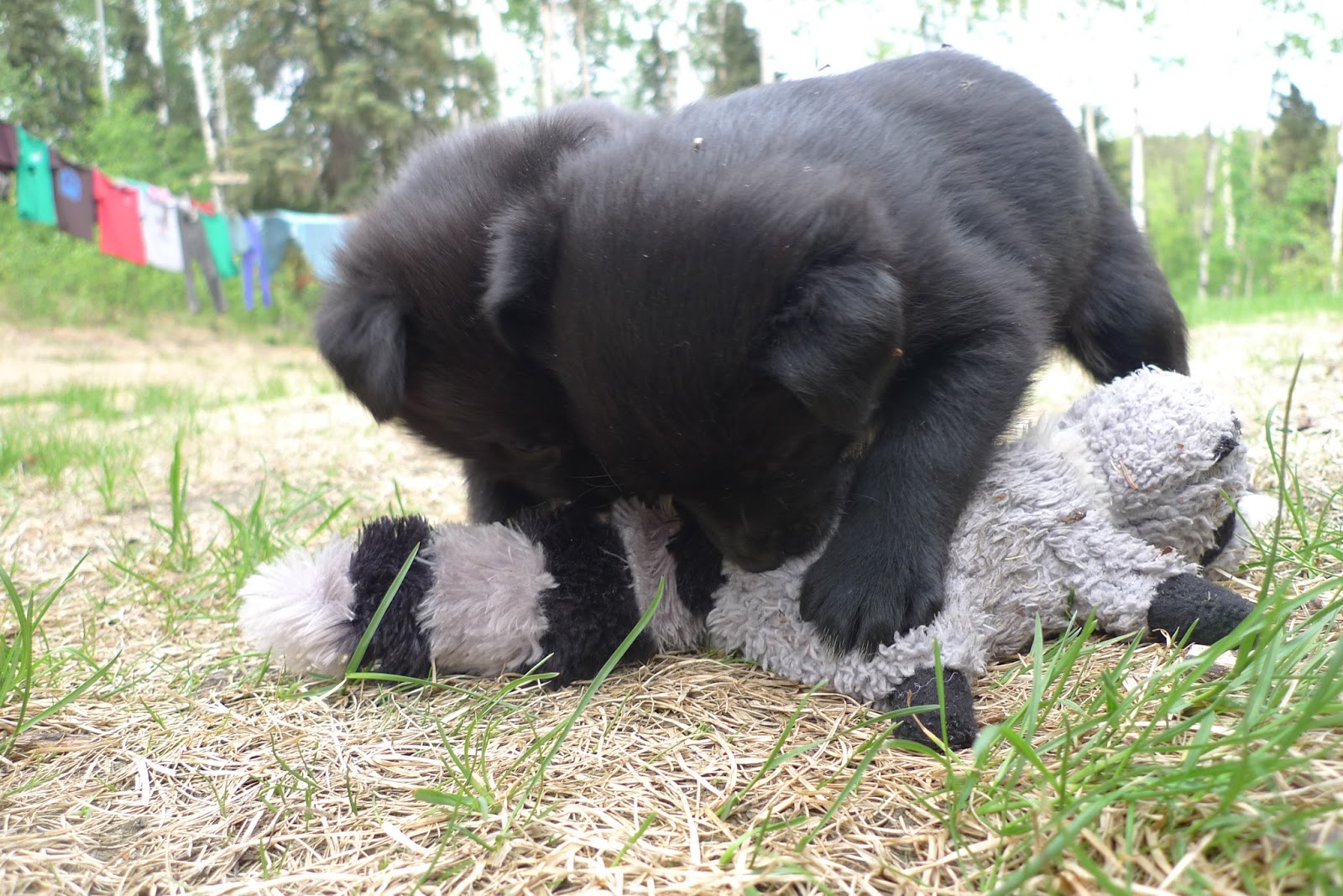 a panda bear lying on top of a grass covered field